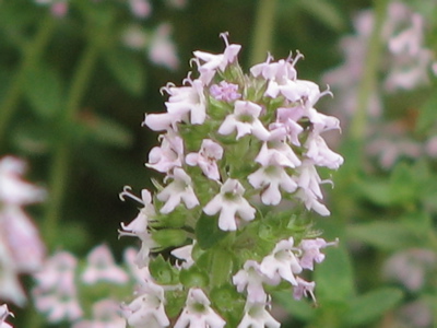 d0050472_15194740.jpg