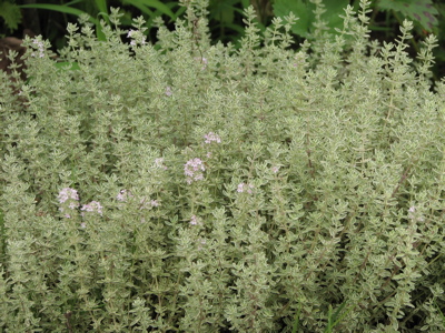 d0050472_15202697.jpg