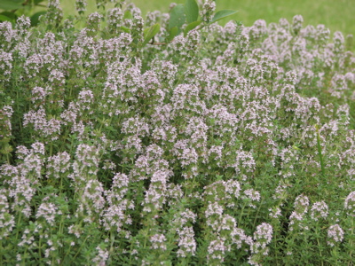 d0050472_15204565.jpg
