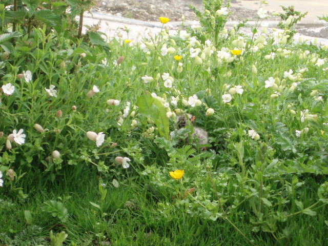 c0114797_5234283.jpg