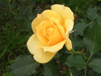 d0023704_23525586.jpg