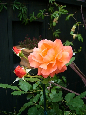 f0065604_23235596.jpg