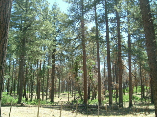 f0037623_126411.jpg