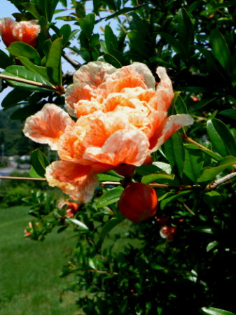 d0091754_3501334.jpg