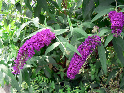 f0086169_2241449.jpg