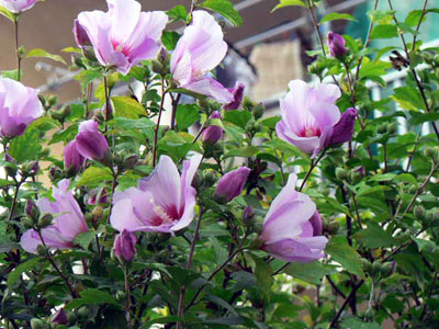 f0086169_226336.jpg