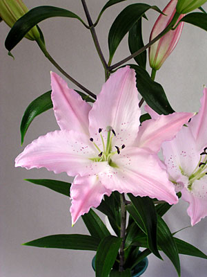 e0097770_224352.jpg