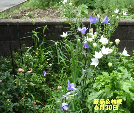 f0003174_16144081.jpg