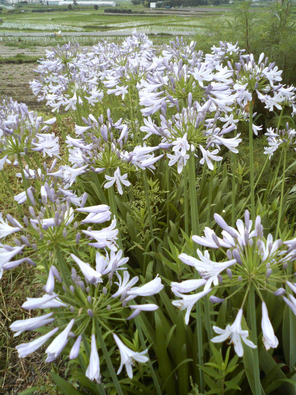 e0024081_1528071.jpg