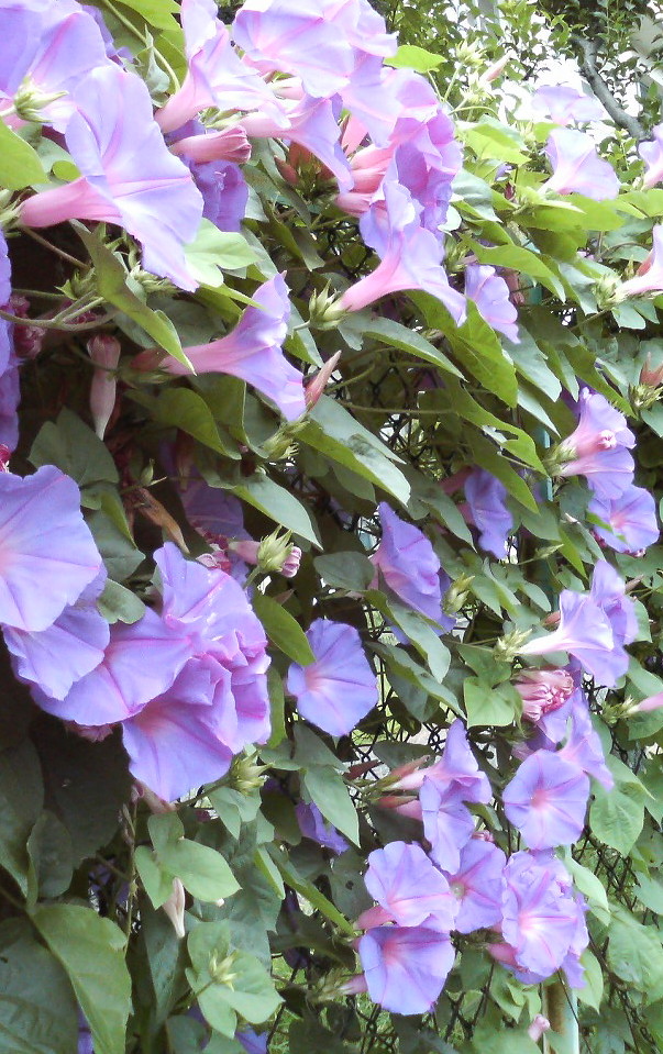 e0024081_15285393.jpg