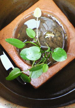 f0143386_16263587.jpg
