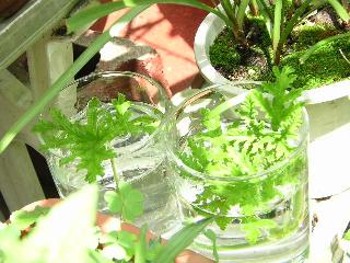 a0018200_16492069.jpg