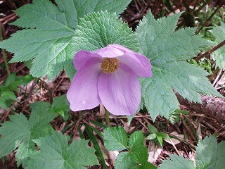 e0121110_2010722.jpg