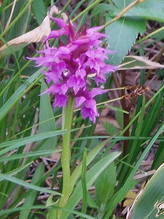 e0121110_2015271.jpg