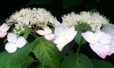 b0051713_1943590.jpg