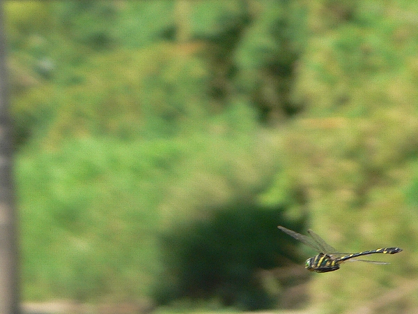 e0002314_22323519.jpg