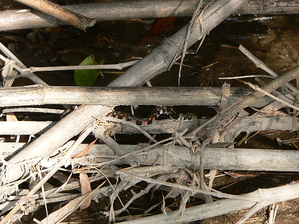 e0002314_22385428.jpg
