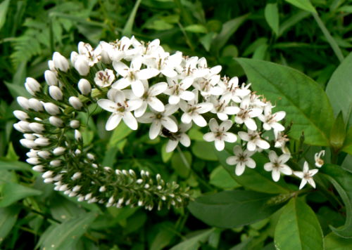 d0091754_134326.jpg