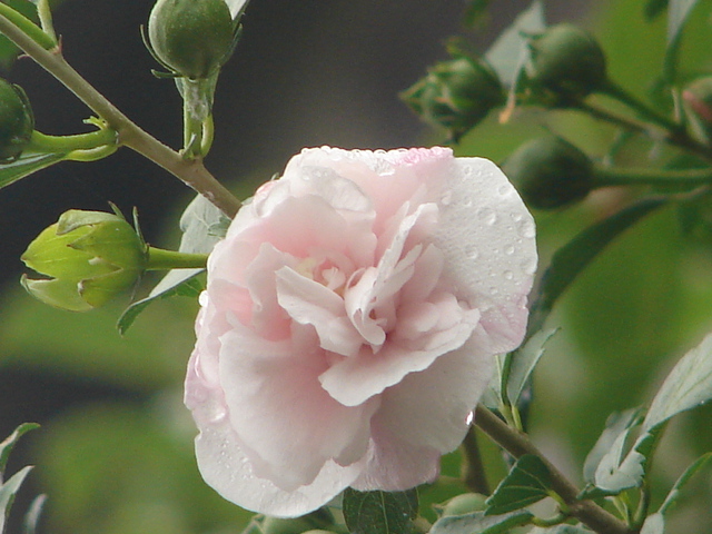 b0061261_20311422.jpg