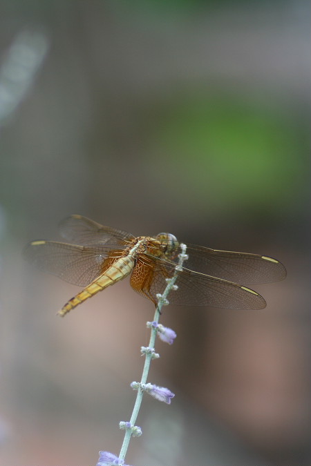 f0148762_0362029.jpg