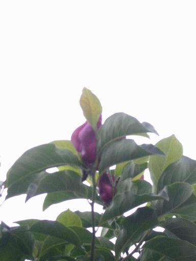 e0025300_1127534.jpg