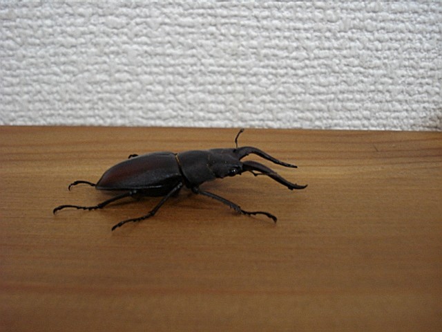 e0015108_99531.jpg