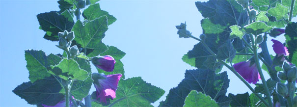 c0011009_1446201.jpg