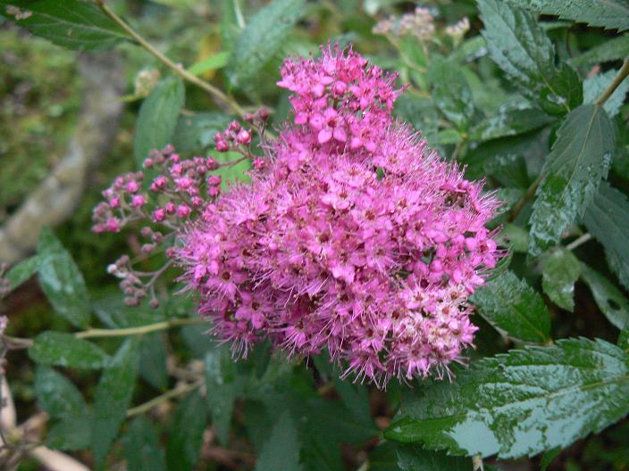 c0086014_6253389.jpg