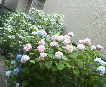a0073915_84278.jpg