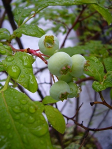 a0061023_20112365.jpg