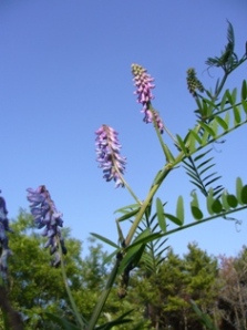 a0061023_20114151.jpg