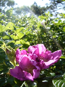 a0061023_20122153.jpg