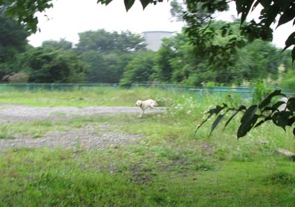 d0109728_1146135.jpg