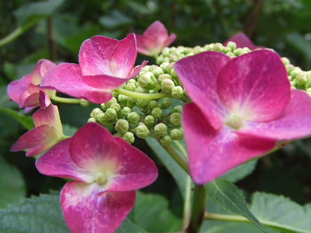 c0071545_9151817.jpg