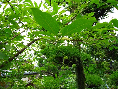 b0023247_11351655.jpg