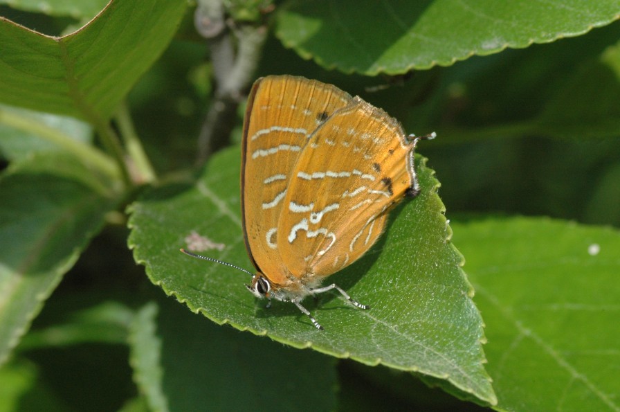 d0098057_854267.jpg