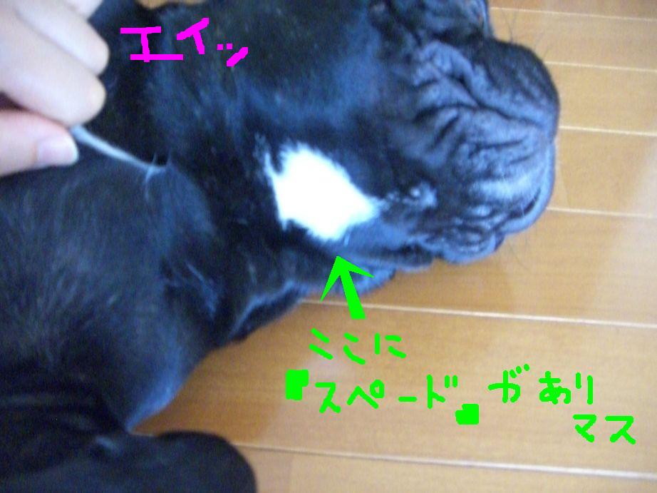 c0113109_23254056.jpg