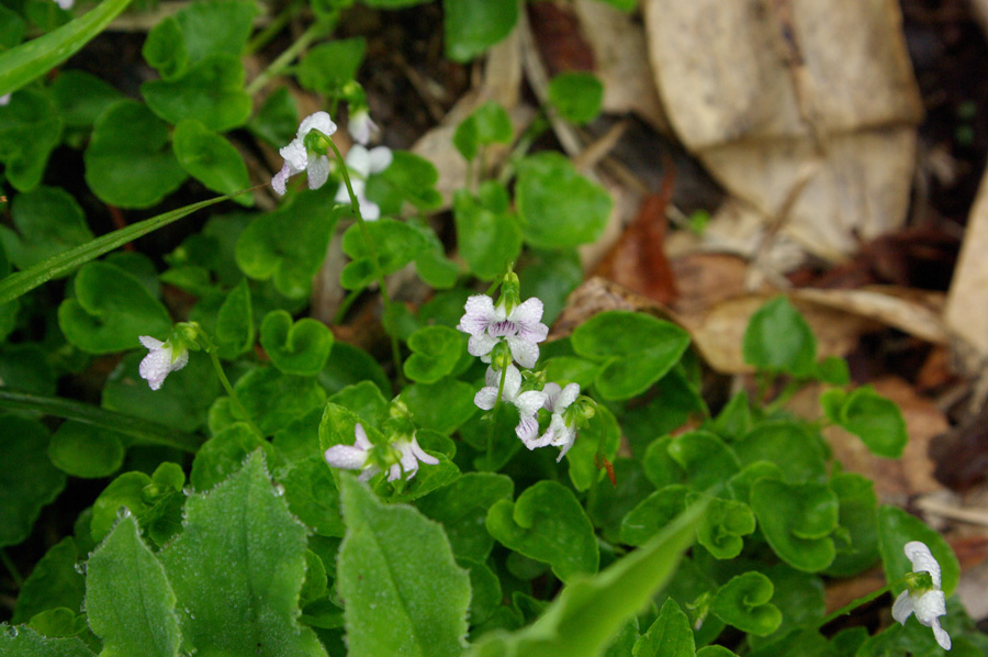 b0062024_6124587.jpg