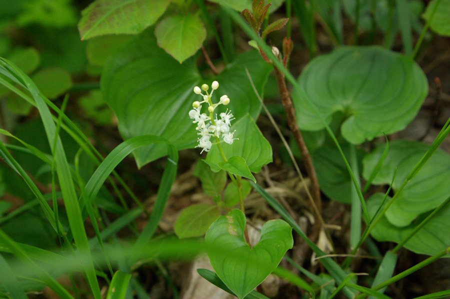b0062024_6131967.jpg