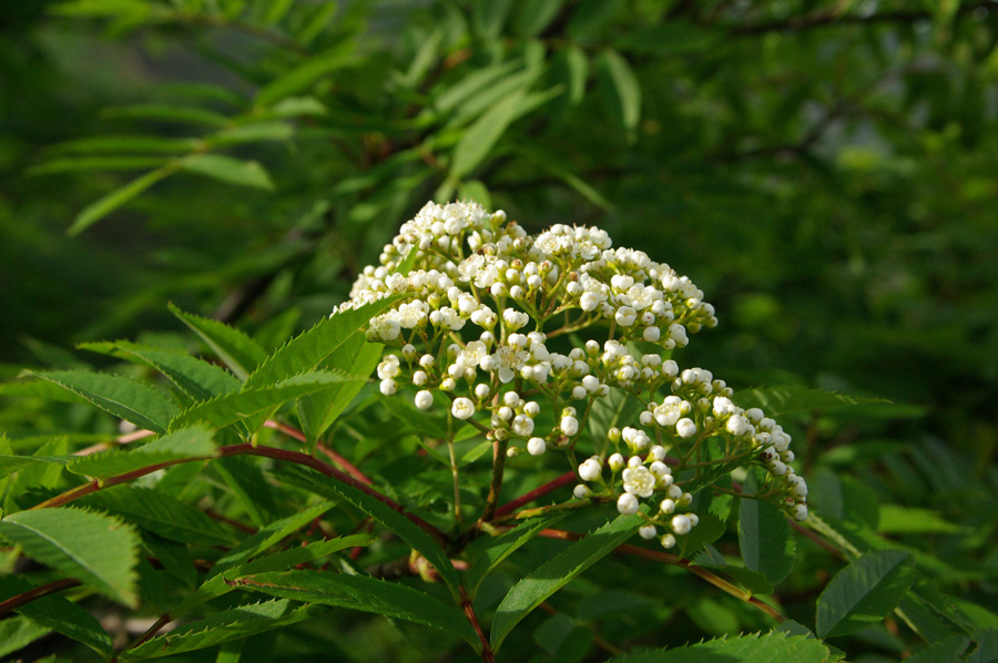 b0062024_6254161.jpg