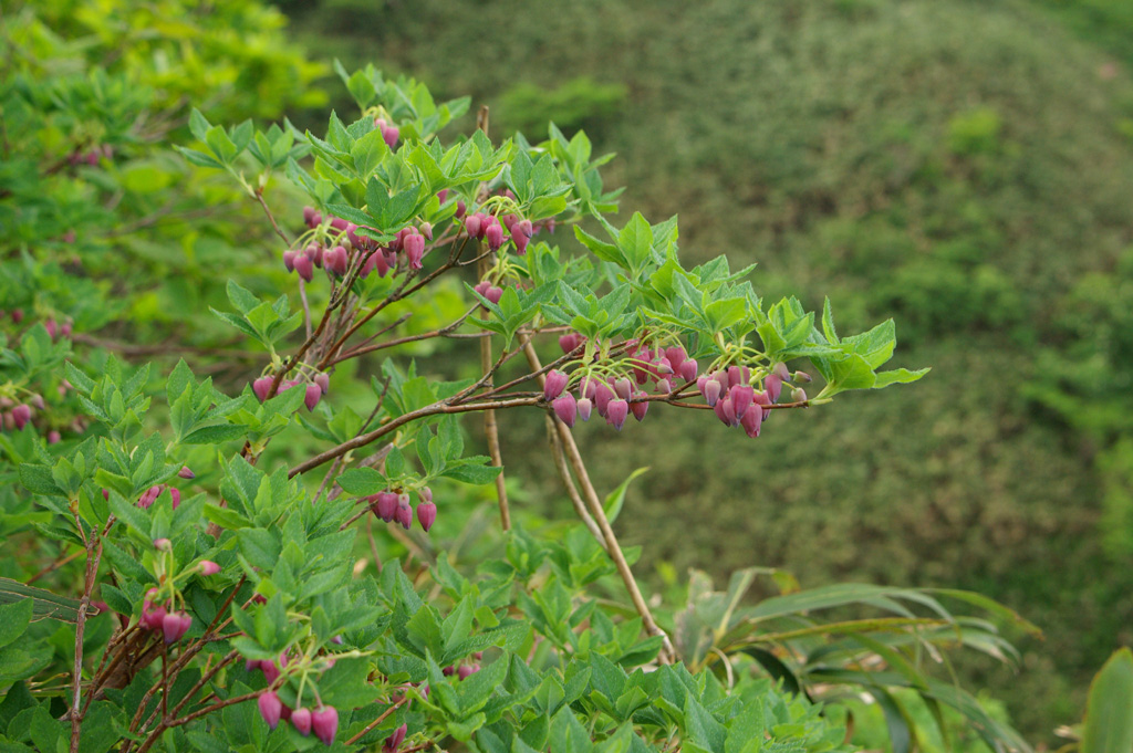 b0062024_6261221.jpg