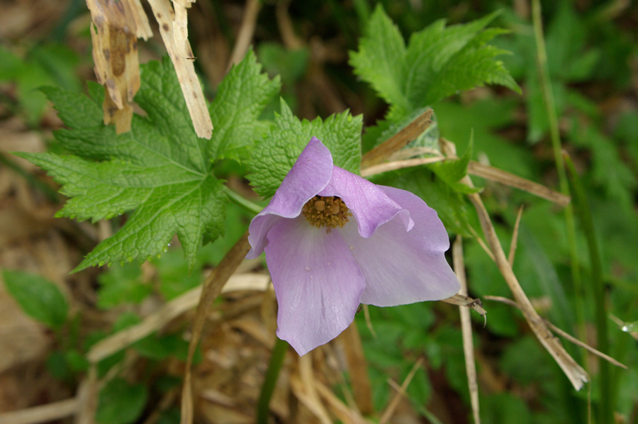 b0062024_6265364.jpg