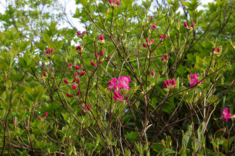 b0062024_6273071.jpg