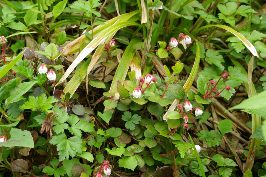 b0062024_6343356.jpg