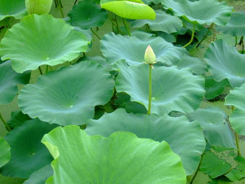 f0147025_1895196.jpg
