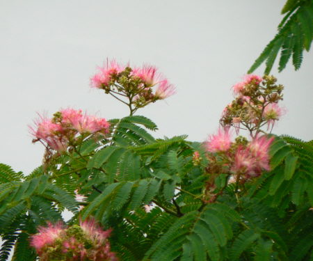 d0091754_3381918.jpg