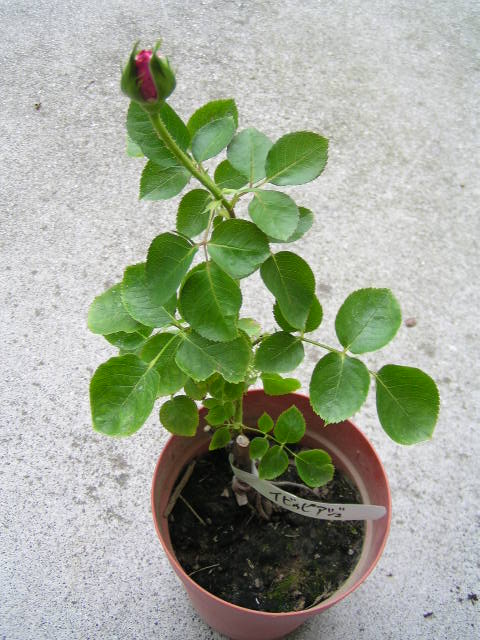 f0074659_2350164.jpg