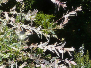 e0099905_1717152.jpg