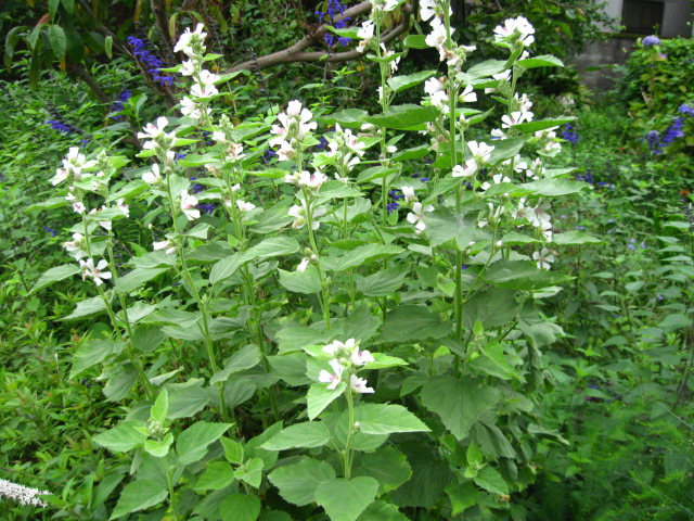 f0128316_12491556.jpg