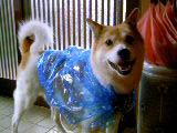 d0087919_2058549.jpg
